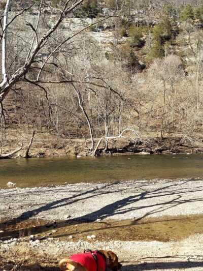 South Branch WMA (McNeill) - Old Fields, WV