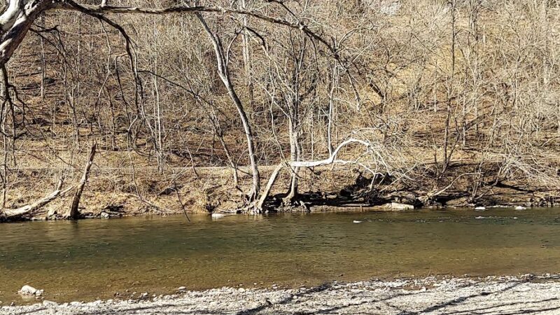 South Branch WMA (McNeill) - Old Fields, WV