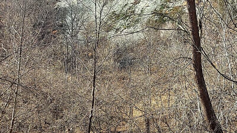 South Branch WMA (McNeill) - Old Fields, WV