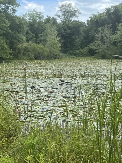 McCulloch Family Open Space - Old Lyme, CT