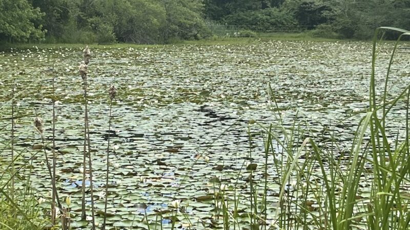 McCulloch Family Open Space - Old Lyme, CT