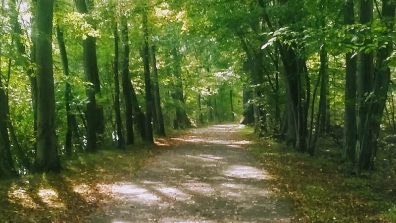Gargoyle Park - Olean, NY