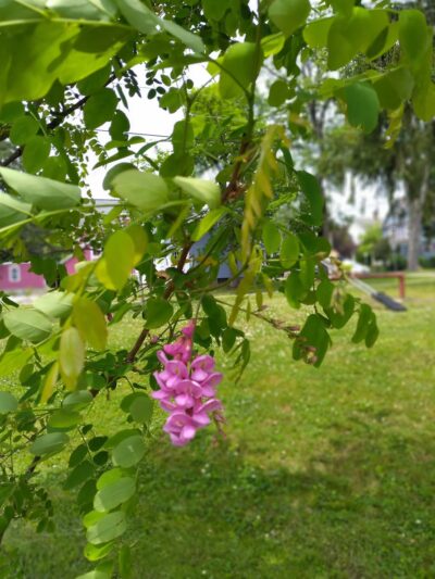 Polo Park - Olean, NY