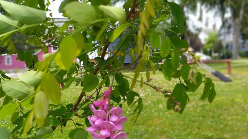 Polo Park - Olean, NY