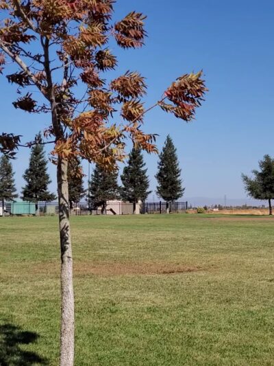 Richard Donahue Park - Olivehurst, CA