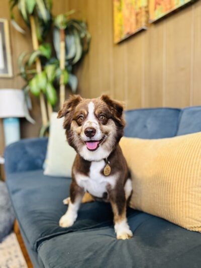 Kauai Pet Boarding & Grooming - Omao, HI