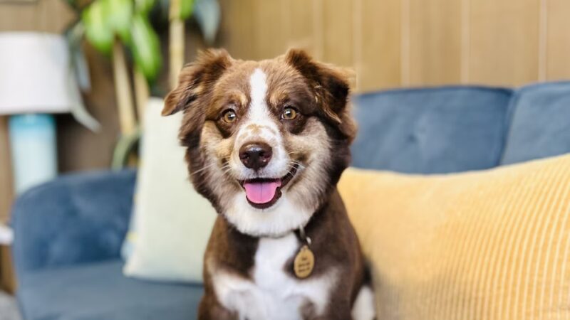 Kauai Pet Boarding & Grooming - Omao, HI