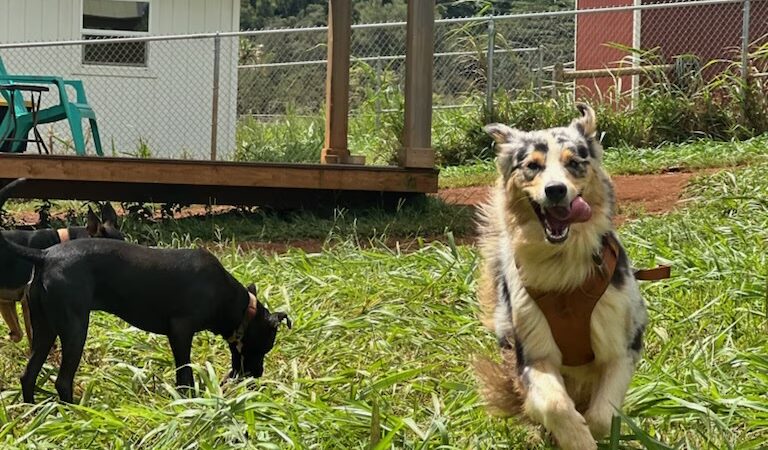 Kauai Pet Boarding & Grooming - Omao, HI