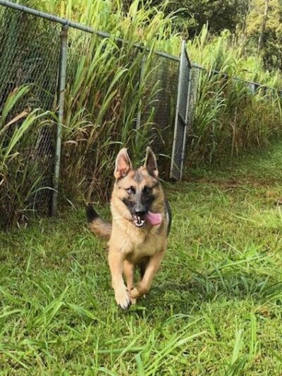 Kauai Pet Boarding & Grooming - Omao, HI