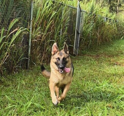 Kauai Pet Boarding & Grooming - Omao, HI