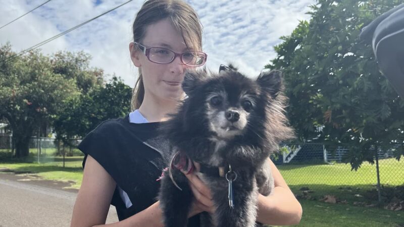 Kauai Pet Boarding & Grooming - Omao, HI