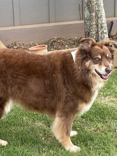 Kauai Pet Boarding & Grooming - Omao, HI