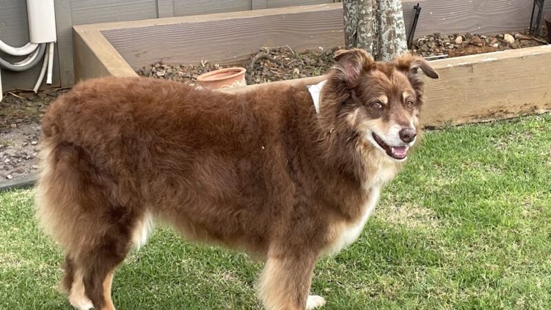 Kauai Pet Boarding & Grooming - Omao, HI