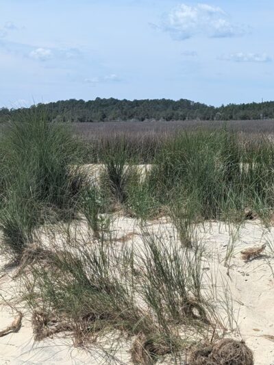 Bethel Beach Natural Area Preserve - Onemo, VA
