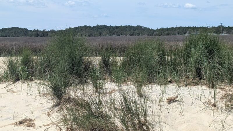 Bethel Beach Natural Area Preserve - Onemo, VA