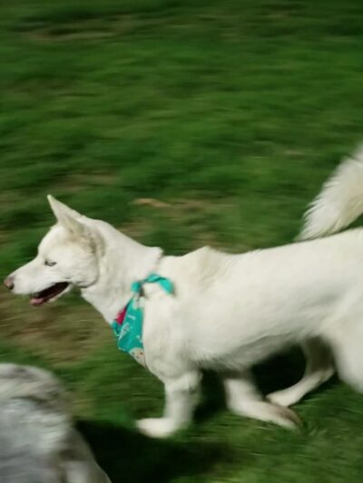 Dog's Park - Ontario, CA