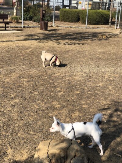 Schimmel Dog Park - Ontario, CA