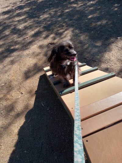 Schimmel Dog Park - Ontario, CA