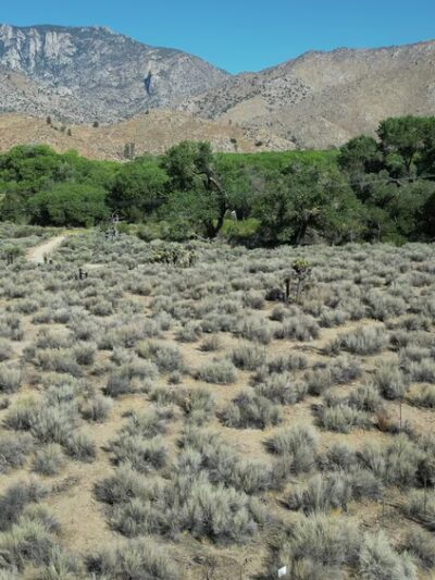 Canebrake Ecological Reserve - Onyx, CA