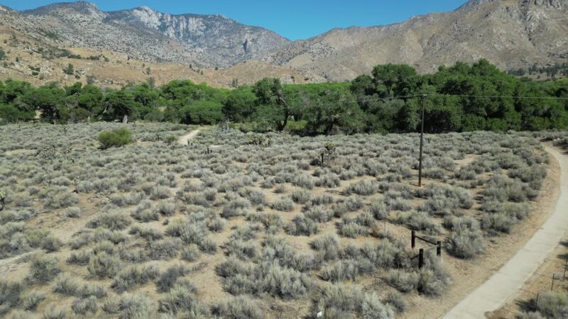 Canebrake Ecological Reserve - Onyx, CA
