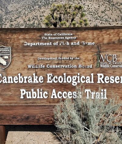 Canebrake Ecological Reserve - Onyx, CA