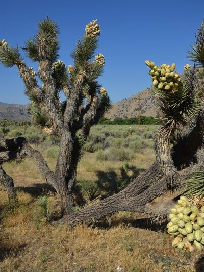 Canebrake Ecological Reserve - Onyx, CA