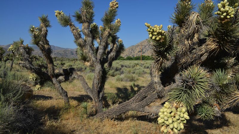 Canebrake Ecological Reserve - Onyx, CA