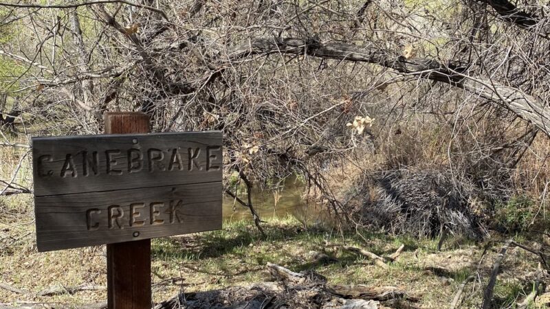 Canebrake Ecological Reserve - Onyx, CA