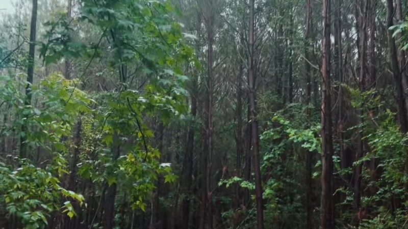 Trailhead, Creek line Trail - Opelika, AL