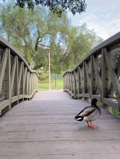 Eisenhower Park - Orange, CA