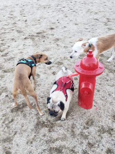 Orange Dog Park - Orange, CA