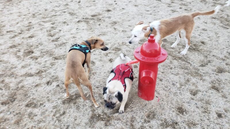Orange Dog Park - Orange, CA