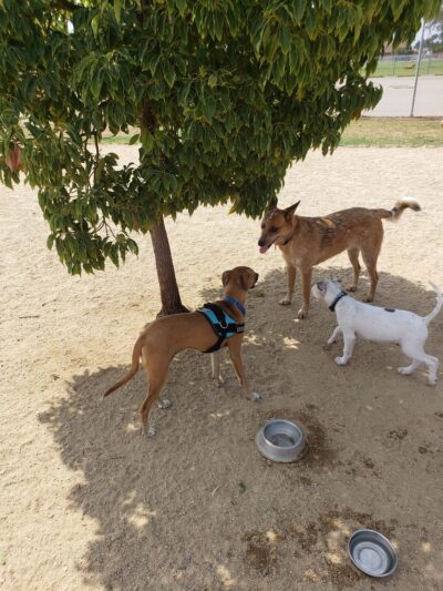 Orange Dog Park - Orange, CA