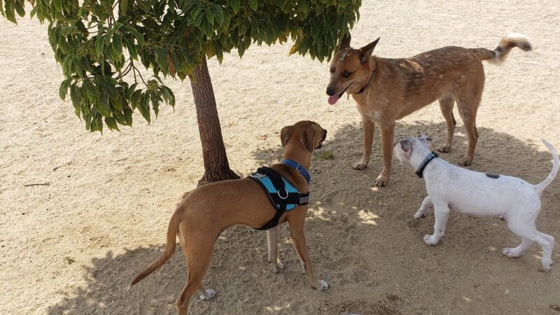 Orange Dog Park - Orange, CA