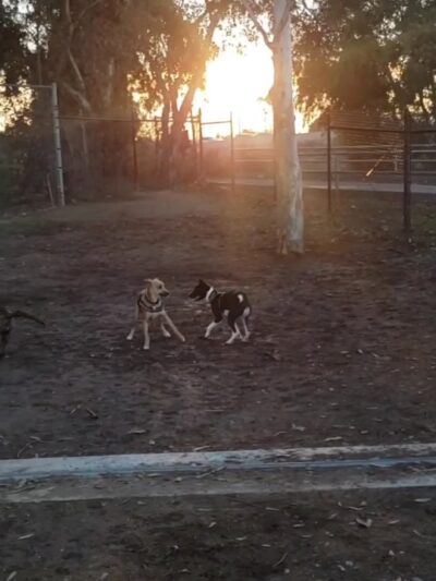 Orange Dog Park - Orange, CA