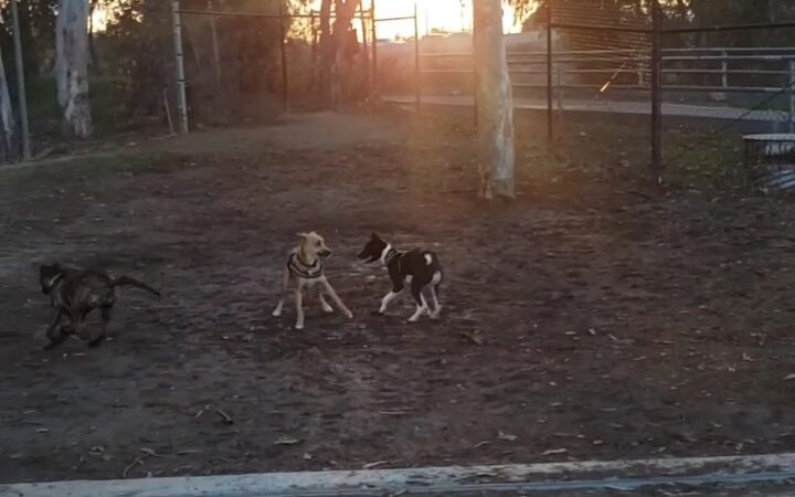Orange Dog Park - Orange, CA