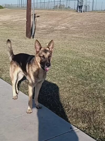 Orange Dog Park Association - Orange, CA