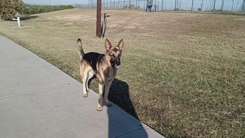 Orange Dog Park Association - Orange, CA