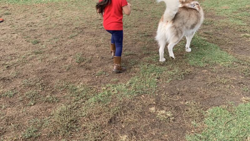 Orange Dog Park Association - Orange, CA