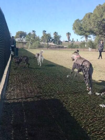 Orange Dog Park Association - Orange, CA