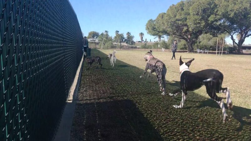 Orange Dog Park Association - Orange, CA