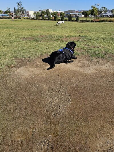 Orange Dog Park Restroom - Orange, CA