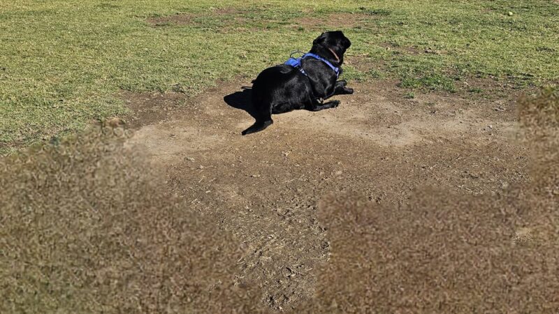 Orange Dog Park Restroom - Orange, CA