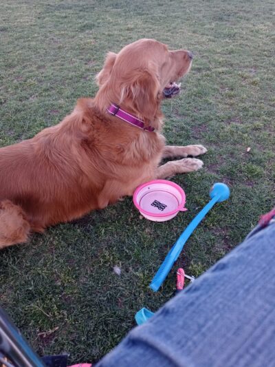 Orange Dog Park Restroom - Orange, CA