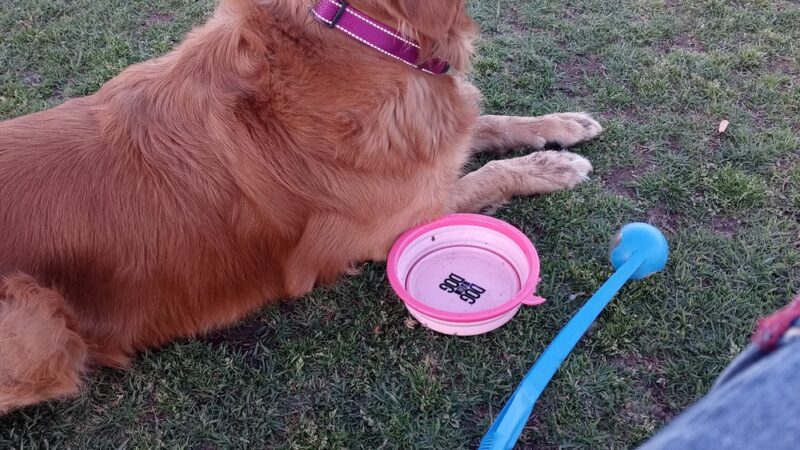 Orange Dog Park Restroom - Orange, CA