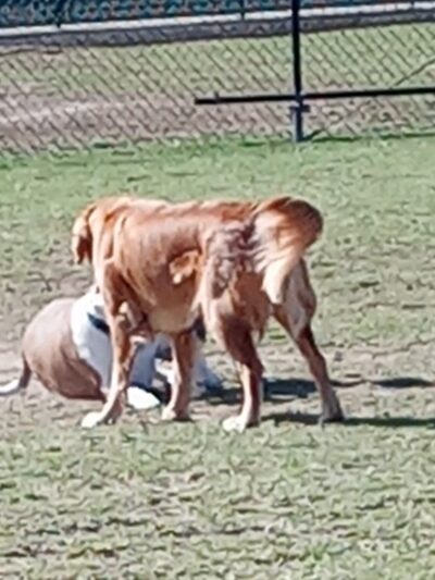 Orange Dog Park Restroom - Orange, CA