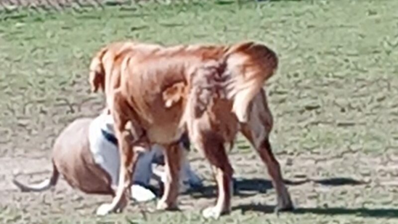 Orange Dog Park Restroom - Orange, CA