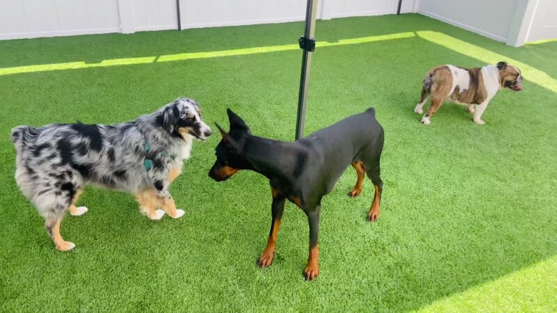Paws at Play - Orange, CA