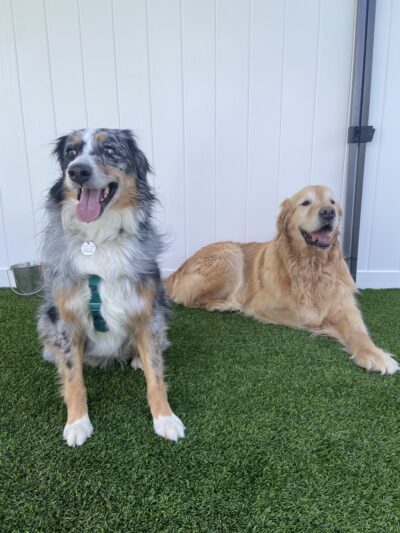 Paws at Play - Orange, CA