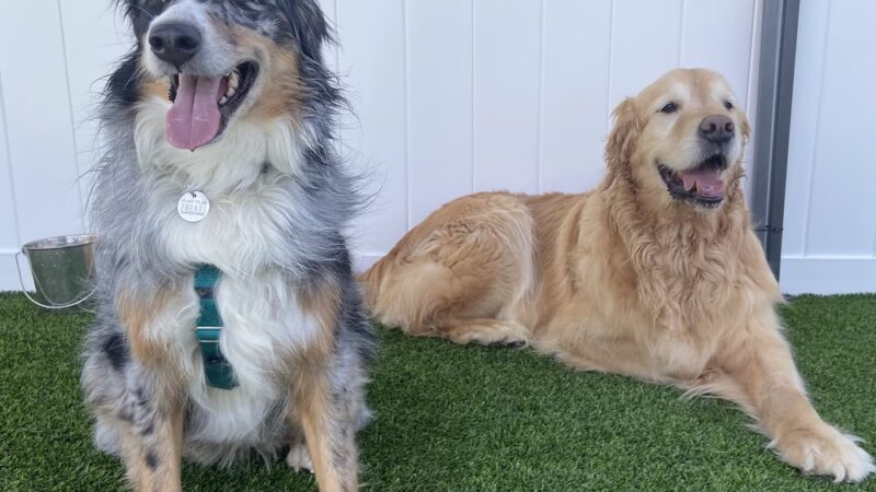 Paws at Play - Orange, CA